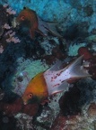 Bodianus anthioides  Zweifarben-Schweinslippfisch 1