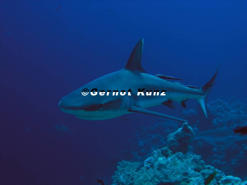 Carcharhinus amblyrhynchos  Grauer Riffhai 16