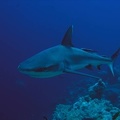 Carcharhinus amblyrhynchos  Grauer Riffhai 16