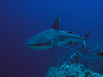 Carcharhinus amblyrhynchos  Grauer Riffhai 16