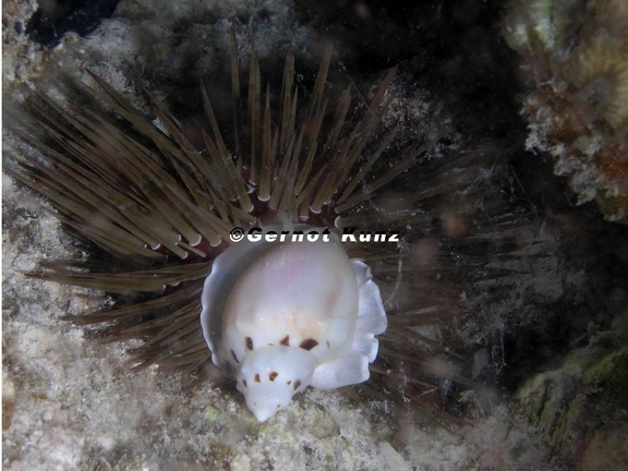 Casmaria ponderosa  Helmschnecke 1
