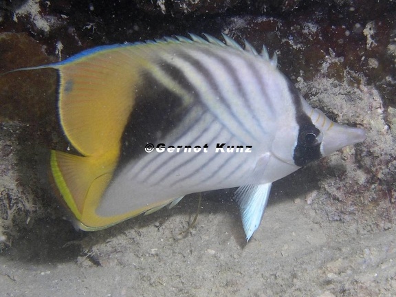 Chaetodon auriga  F hnchen-Falterfisch 6