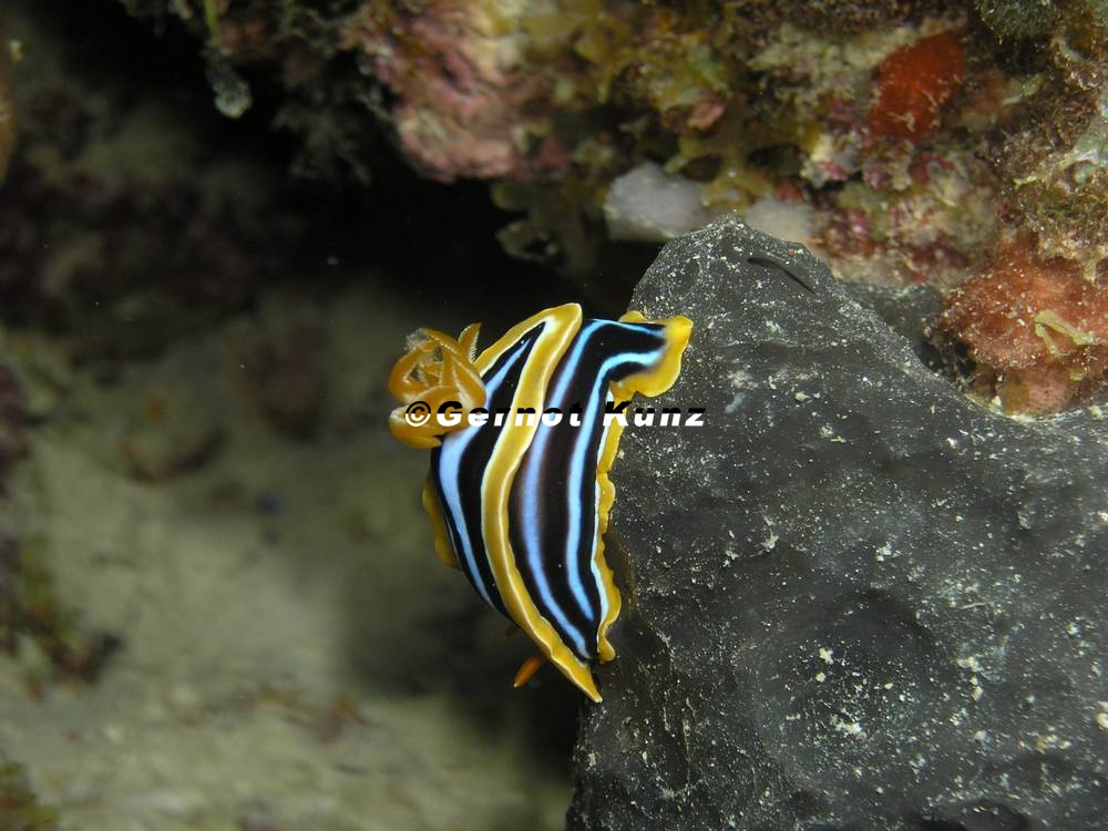 Chromodoris quadricolor  Pyjama Chromodoris 1