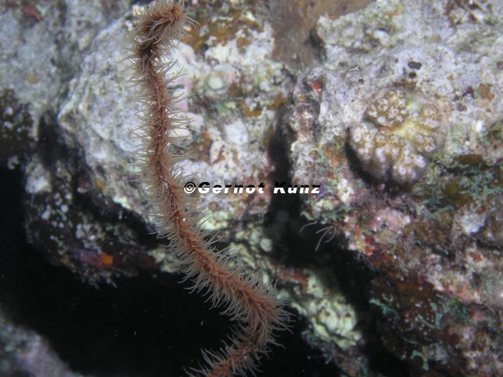 Cirrhipathes sp   D rnchenkorallen 1