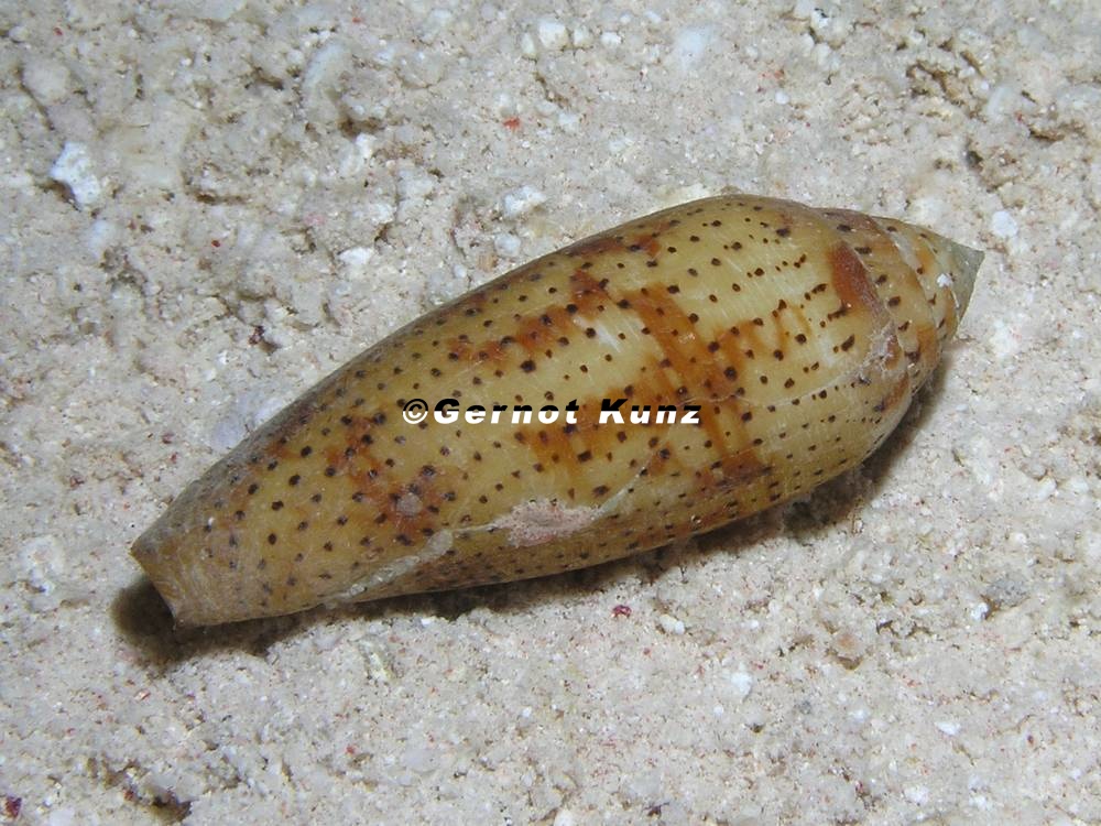 Conus nussatella  Schlanke Kegelschnecke 1