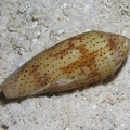 Conus nussatella  Schlanke Kegelschnecke 1