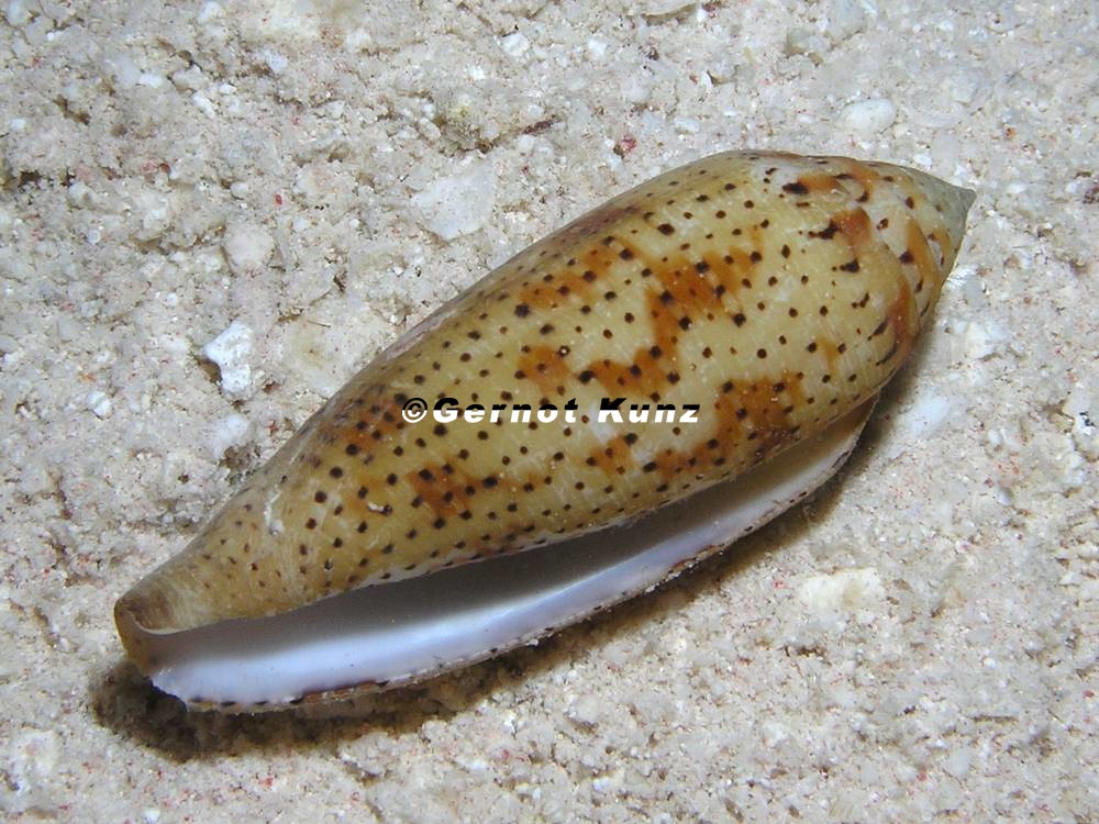Conus nussatella  Schlanke Kegelschnecke 2