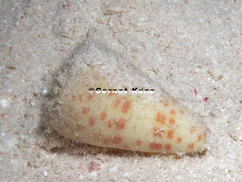 Conus_tessulatus__Samt_Kegelschnecke_5.JPG