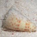Conus tessulatus  Samt Kegelschnecke 5