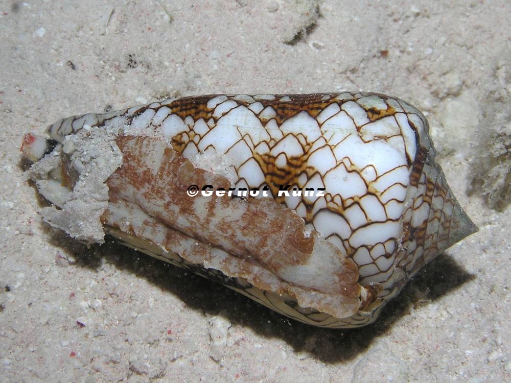 Conus textile  Textil-Kegelschnecke 2
