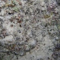 Corythoichthys flavofasciatus  Netz Seenadel 4