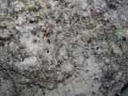 Corythoichthys flavofasciatus  Netz Seenadel 4