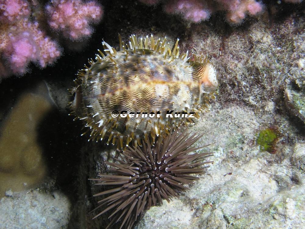 Cypraea pantherina  Pantherkaurie 12