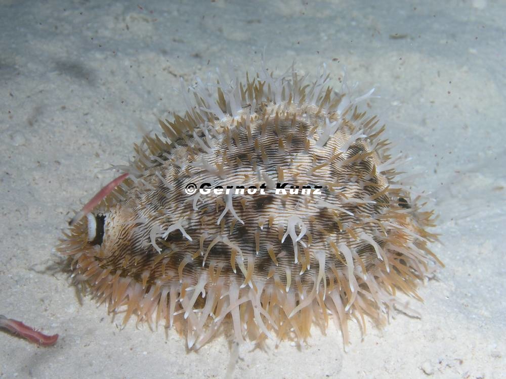 Cypraea pantherina  Pantherkaurie 8