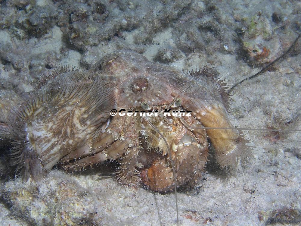 Dardanus tinctor  Anemonen Einsiedler 6