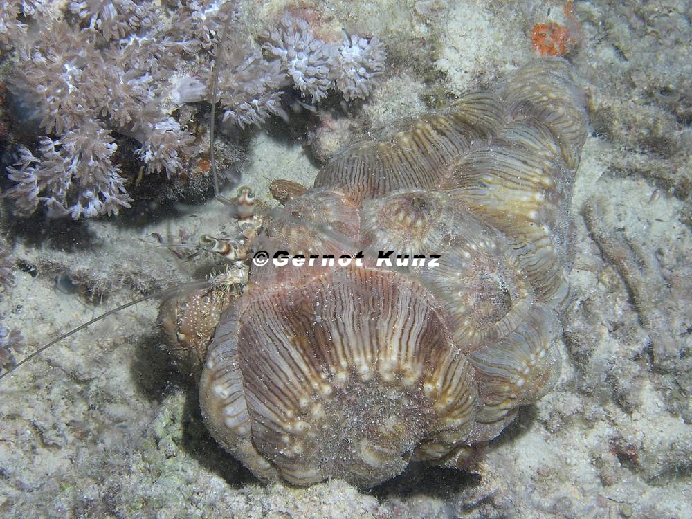 Dardanus tinctor  Anemonen Einsiedler 7
