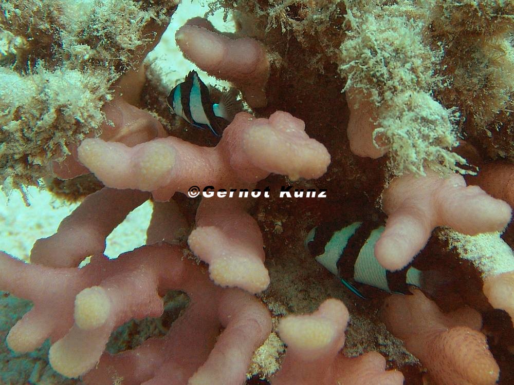 Dascyllus aruanus  Dreibinden-Preu enfisch 2