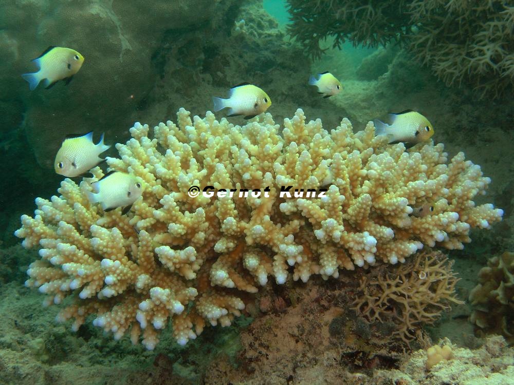 Dascyllus marginatus  Arabischer Preu enfisch 1