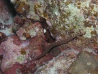 Dunckerocampus multiannulatus  Geringelte Seenadel 1