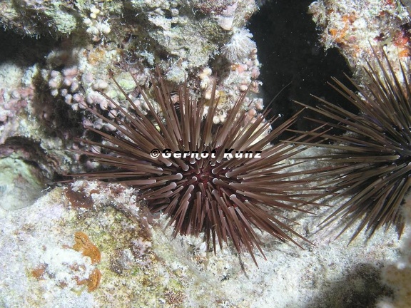 Echinometra mathaei  Matheus Seeigel 2