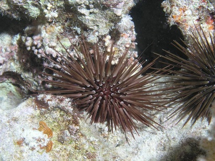 Echinometra mathaei  Matheus Seeigel 2