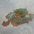 Octopus macropus  Wei fleck Krake 3
