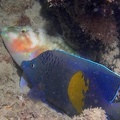 Pomacanthus maculosus  Arabische Kaiserfisch 1