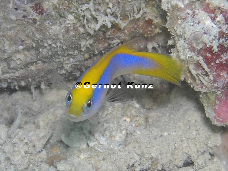 Pseudochromis flavivertex  Gelbblauer Zwergbarsch 4