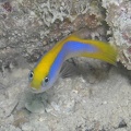 Pseudochromis flavivertex  Gelbblauer Zwergbarsch 4