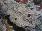 Sarcophyton trocheliophorum  Gemeine Pilzkoralle 1