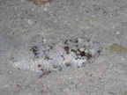 Saurida nebulosa  Nebliger Eidechsenfisch 6
