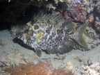 Siganus stellatus laqueus  T pfel-Kaninchenfisch 4