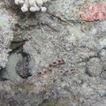 Stenopus hispidus  Boxergarnele 4