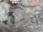 Stenopus hispidus  Boxergarnele 4