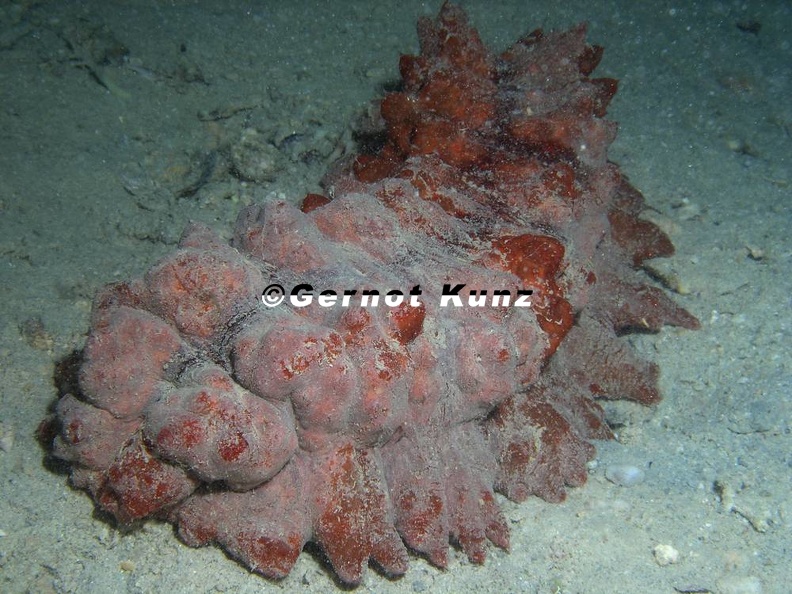Stichopus_monotuberculatus__Stachel-__Tuberkel_Seegurke_2.JPG