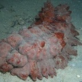 Stichopus monotuberculatus  Stachel-  Tuberkel Seegurke 2