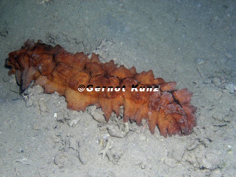 Stichopus_monotuberculatus__Stachel-__Tuberkel_Seegurke_4.JPG