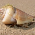 Strombus albus  White Hump-backed conch 1 1