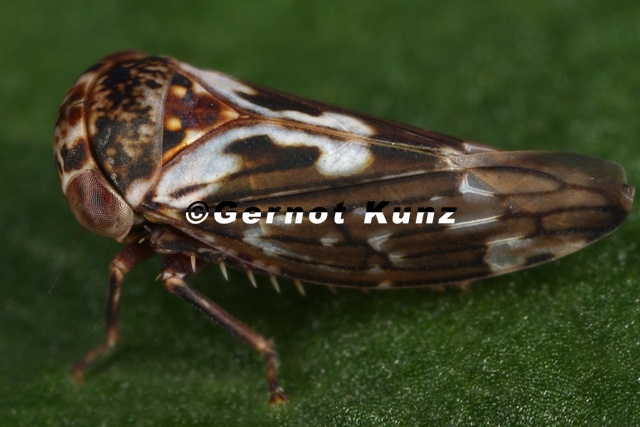 Balcanocerus pruni Kleine Schlehen-Winkerzikade W2 2 - Balcanocerus_pruni__Kleine_Schlehen-Winkerzikade_W2_2.jpg Balcanocerus_pruni__Kleine_Schlehen-Winkerzikade_W2_2.jpg