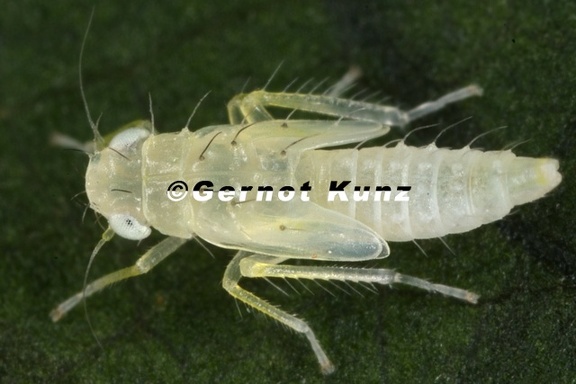 Edwardsiana sp  L1 2