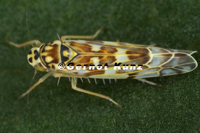 Eupteryx florida Garten-Blattzikade W1 2 - Eupteryx_florida__Garten-Blattzikade_W1_2.jpg Eupteryx_florida__Garten-Blattzikade_W1_2.jpg