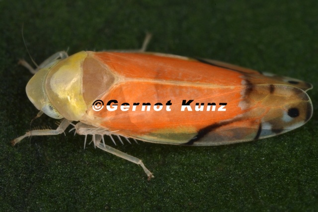 Eurhadina pulchella Sch ne Elfenzikade W7 2 - Eurhadina_pulchella__Sch__ne_Elfenzikade_W7_2.jpg Eurhadina_pulchella__Sch__ne_Elfenzikade_W7_2.jpg