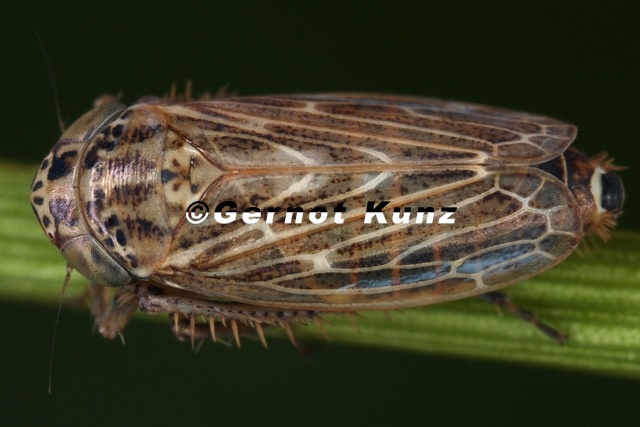 Euscelis_ohausi__Ginster-Kleezirpe_M1_2.jpg