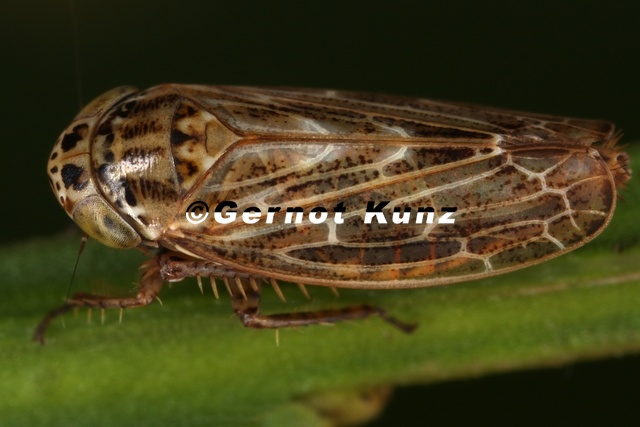 Euscelis_ohausi__Ginster-Kleezirpe_W7_2.jpg