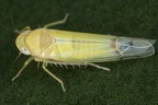 Ribautiana cruciata  Blasse Ulmen-Blattzikade M5 2