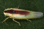 Zygina hyperici  Johanniskraut-Zikade W4 2