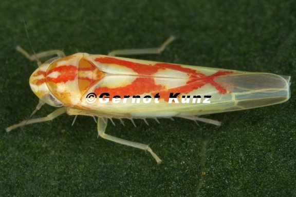 Zygina sp  W3 2