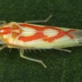 Zygina sp  W3 2