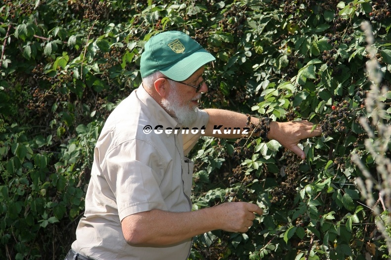 Giovanni Onore collecting Brombeeren