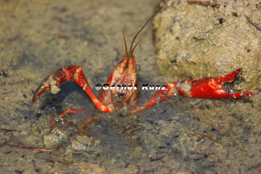 Crab